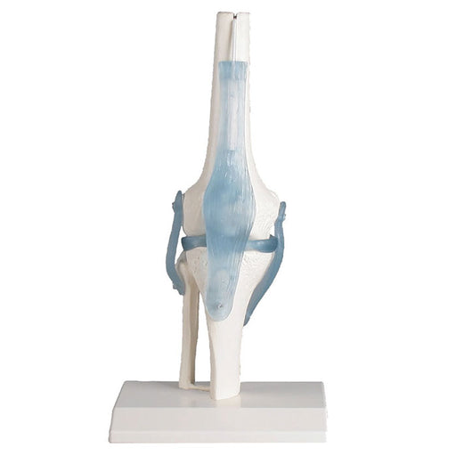 Articulation de genou avec ligaments avec support