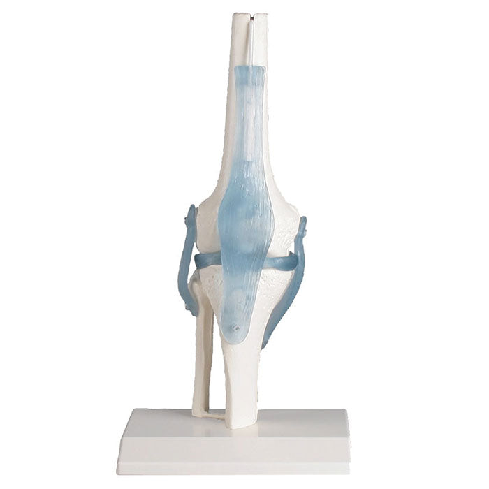 Articulation de genou avec ligaments avec support