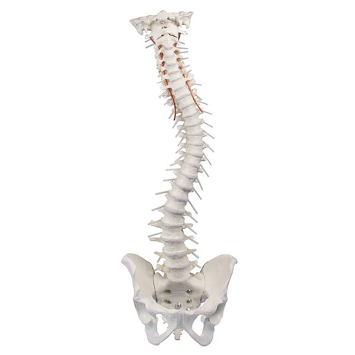 Colonne vertébrale avec bassin et support