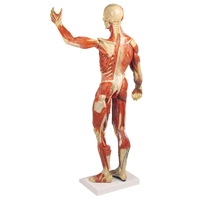 Modèle anatomique de muscle — Farla Medical