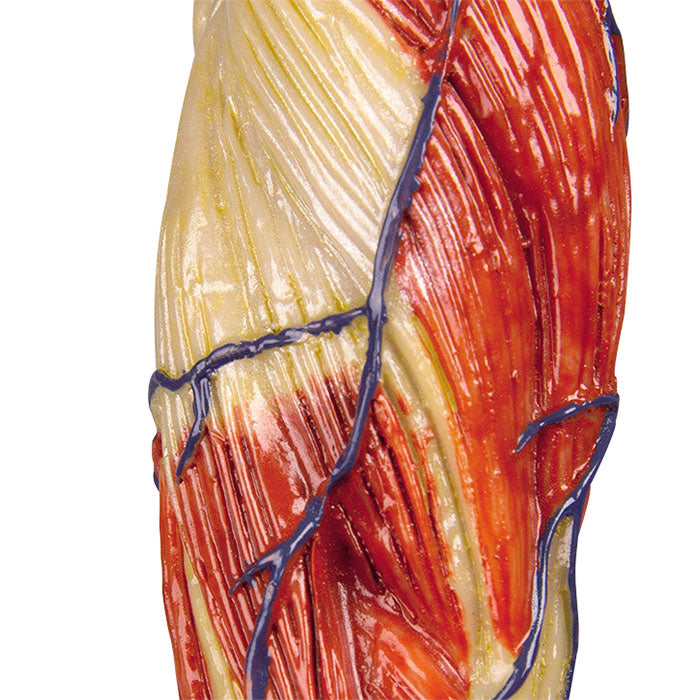 Modèle anatomique de muscle