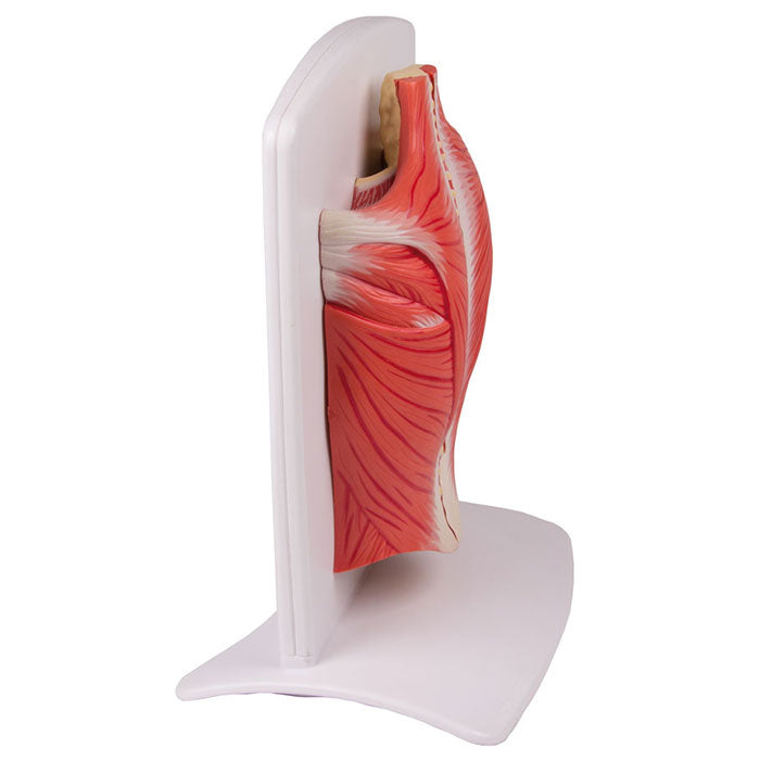 Modèle de musculature dorsale