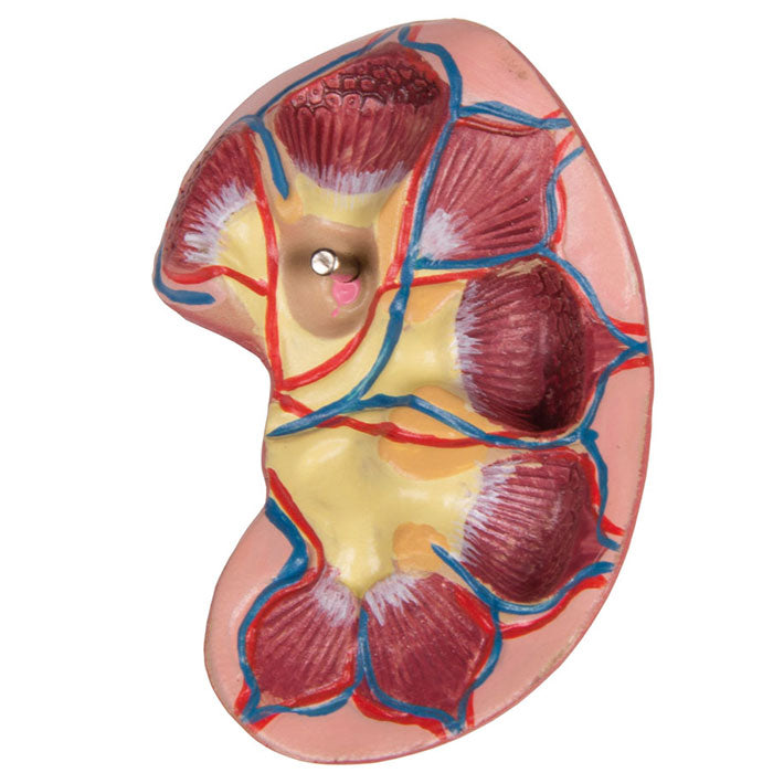 Torse avec dos ouvert