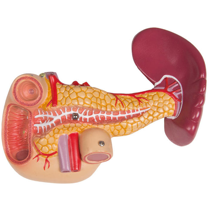 Torse avec dos ouvert