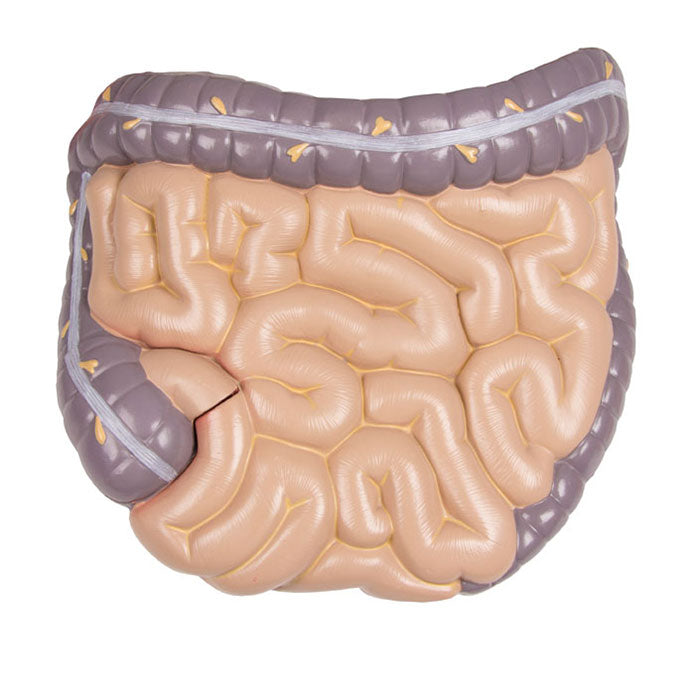 Torse avec dos ouvert