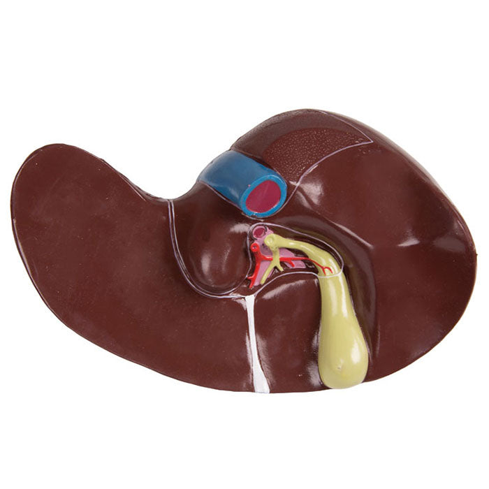 Torse avec dos ouvert