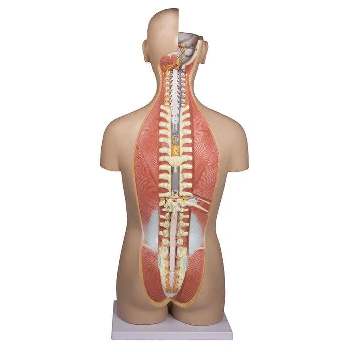 Torse avec dos ouvert
