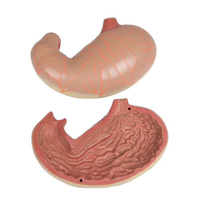 Torse avec dos ouvert