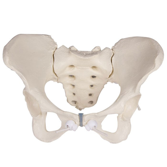 Pelvis féminin avec sacrum