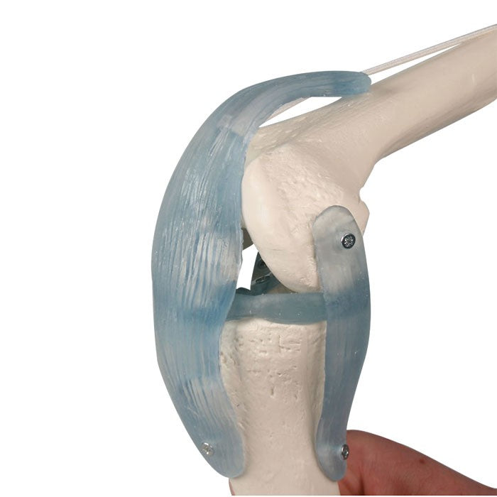 Articulation de genou avec ligaments avec support