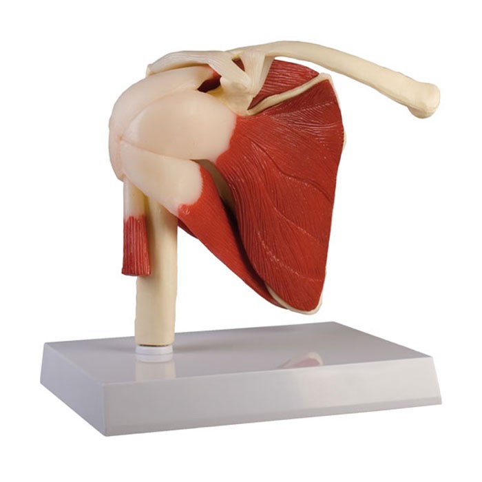 Articulation scapulaire, taille naturelle avec muscles