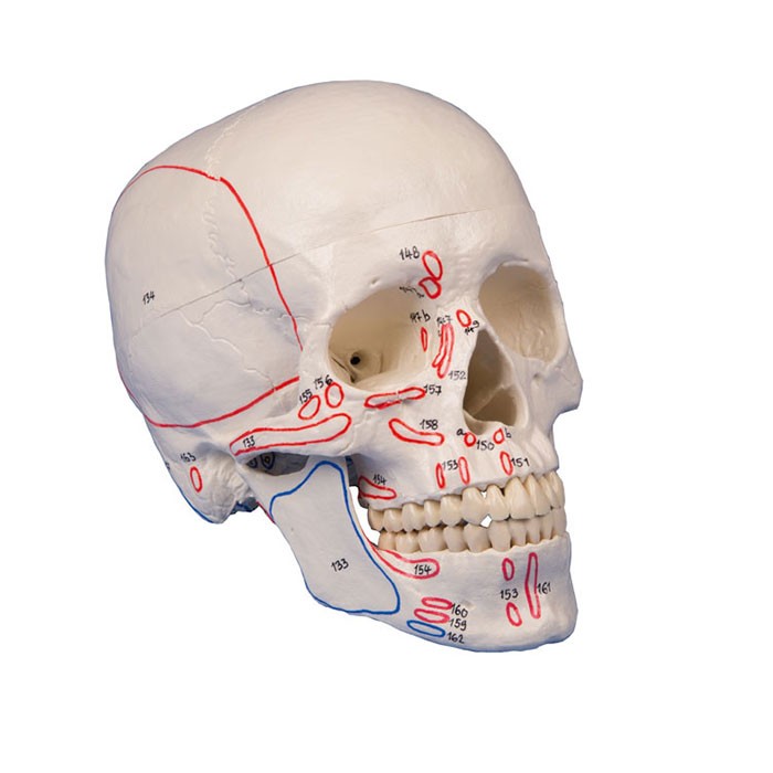 Modèle de crâne avec marquage musculaires