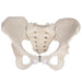 Pelvis féminin avec sacrum