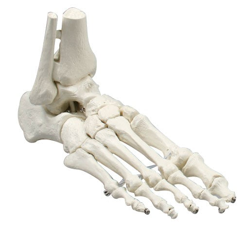 Squelette du pied