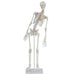 Squelette miniature "Fred"