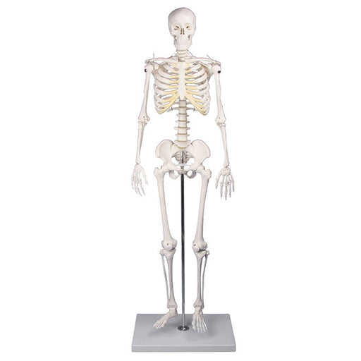 Squelette miniature Tom