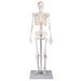 Squelette miniature Tom